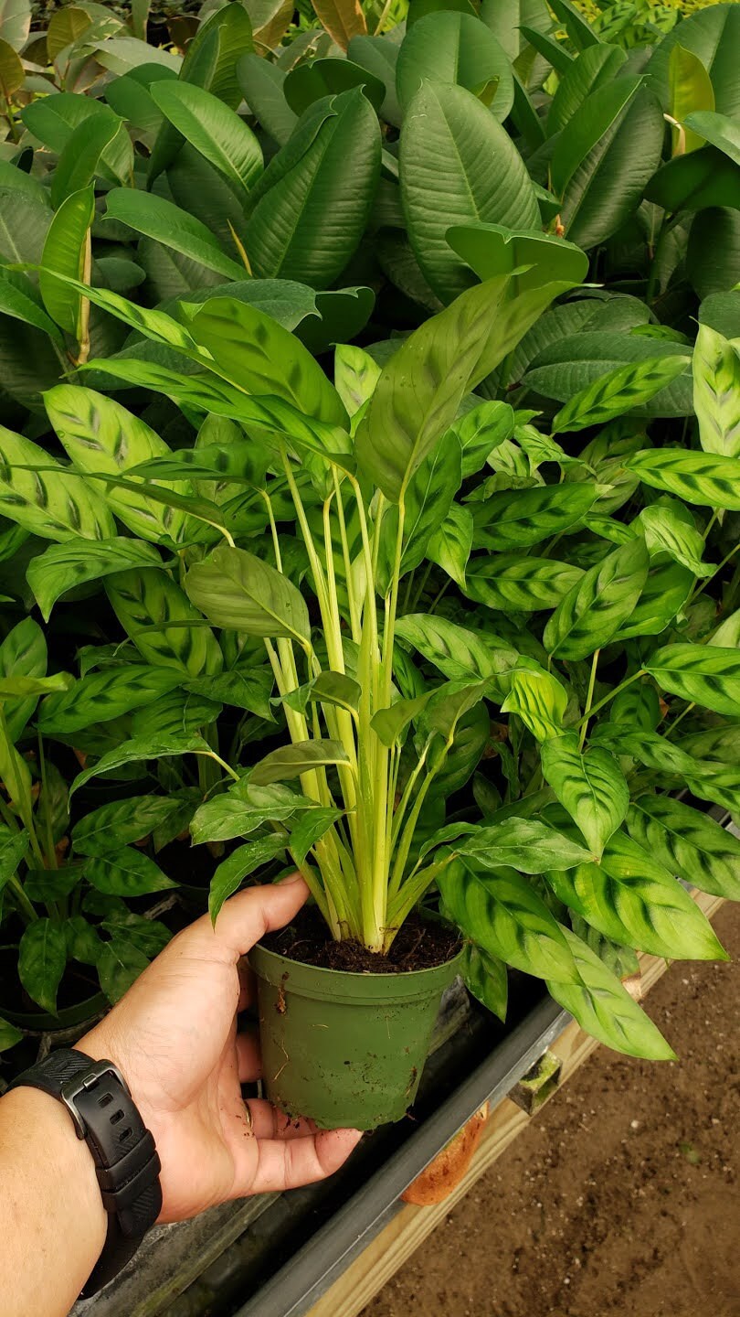 4" Live plants Calathea Leopardina <<<Fuzzy Plant ....SUPER RARE CALATHEA>>>