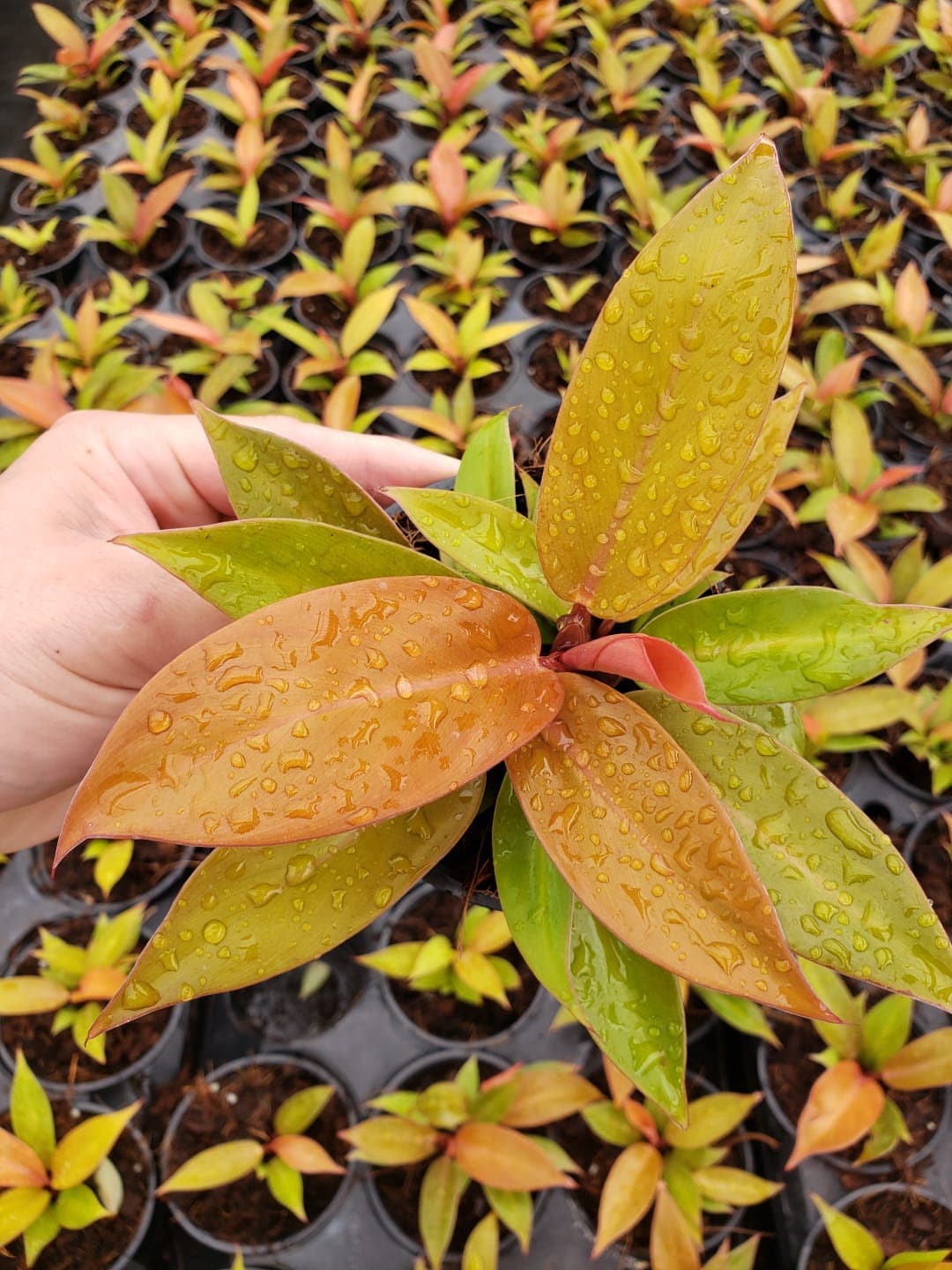 tangerine philodendron Philodendron Tangerine
