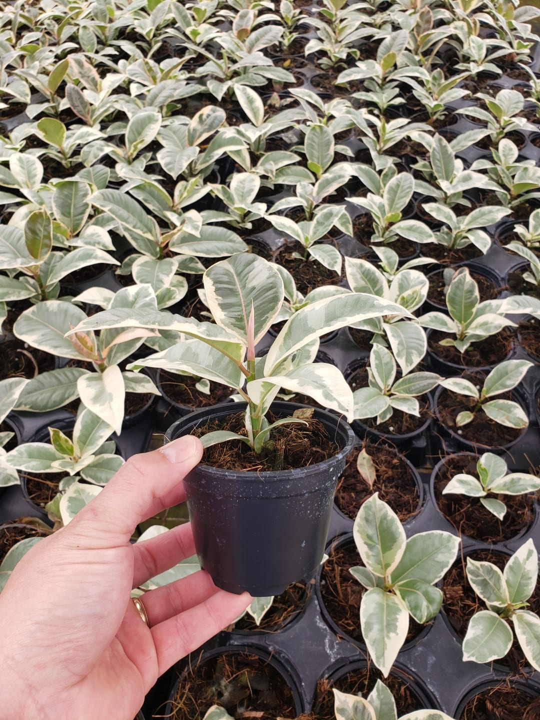 4"/6" Ficus Tineke Variegated