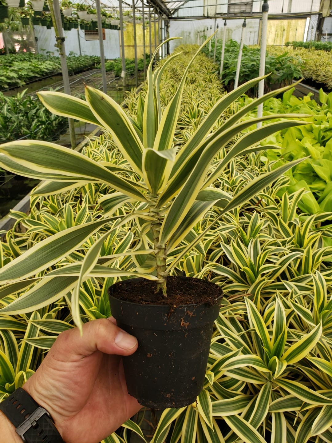 4"/6" Live plant Dracaena 'Song of India'.... ***FRESH***