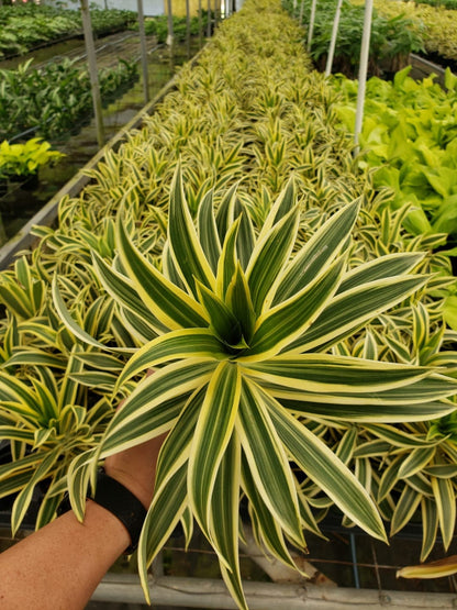 4"/6" Live plant Dracaena 'Song of India'.... ***FRESH***