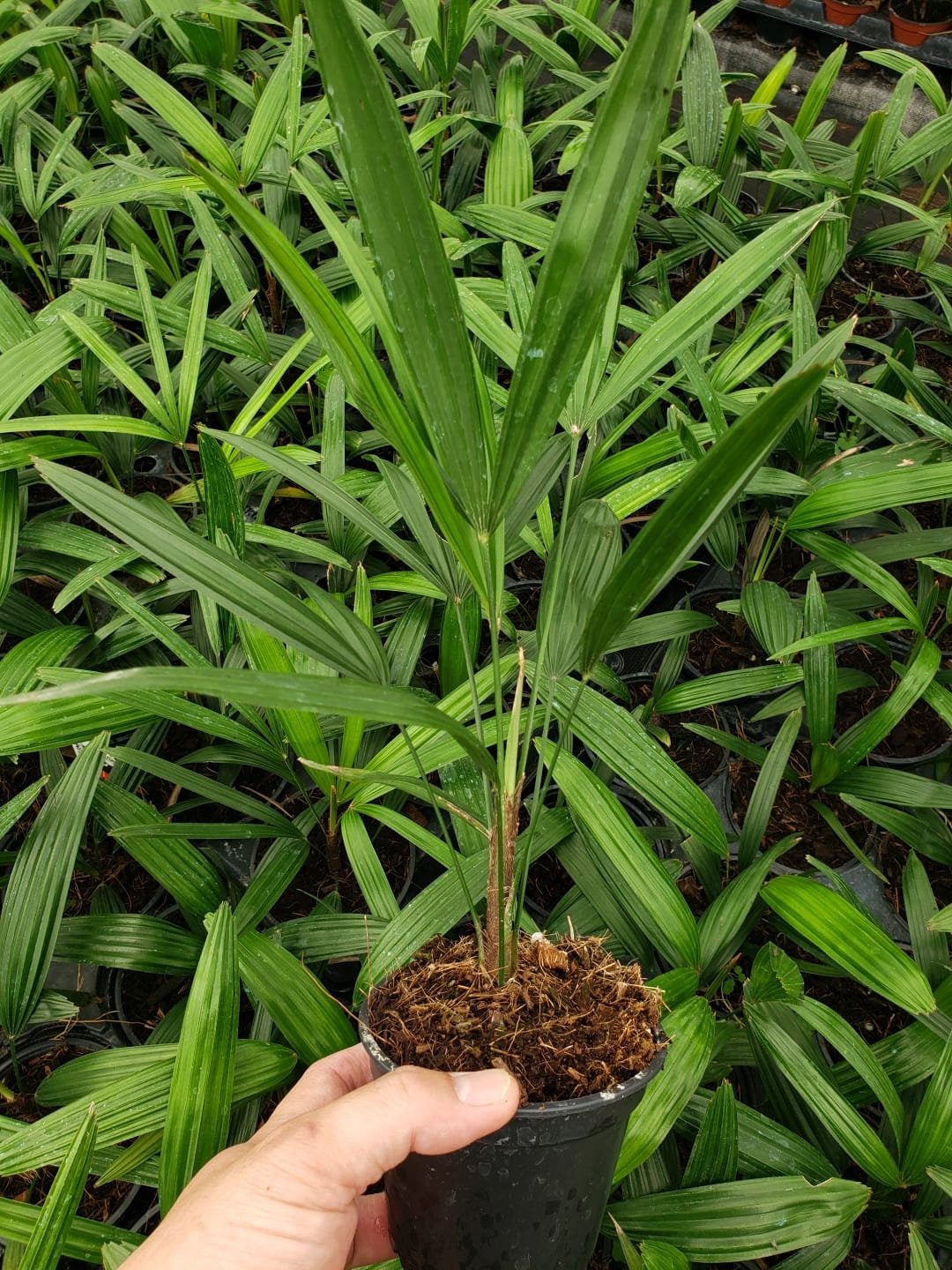 4" Rhapis Excelsa (Lady Palm)
