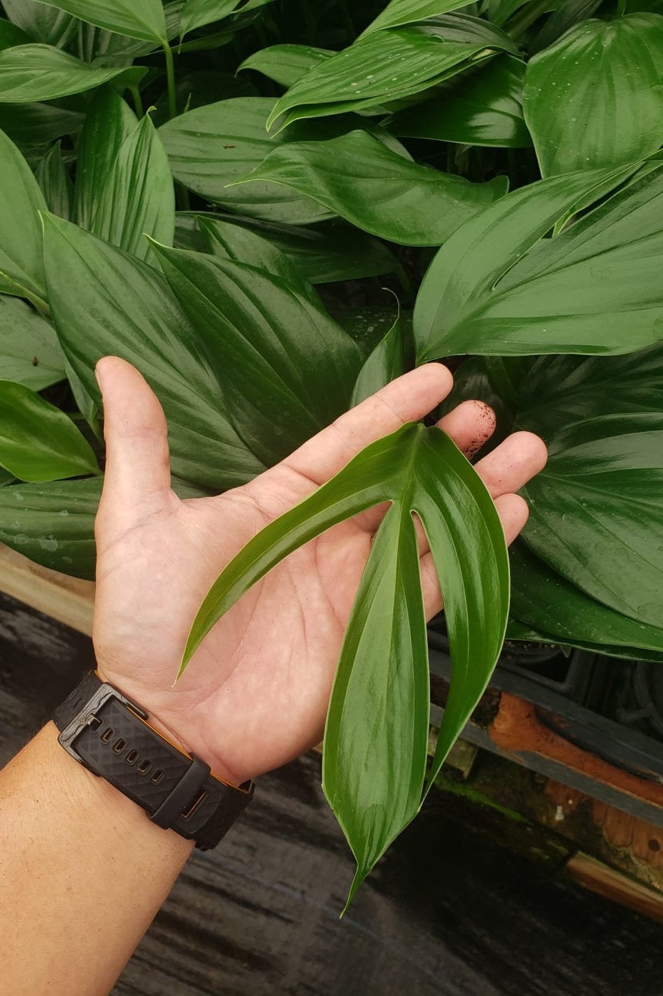 4"/6" Rhaphidophora Decursiva- Dragon Tail *** Super Rare Limited ***