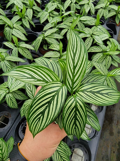 4"/6"Calathea Vittata (Almost like a zebra look alike).