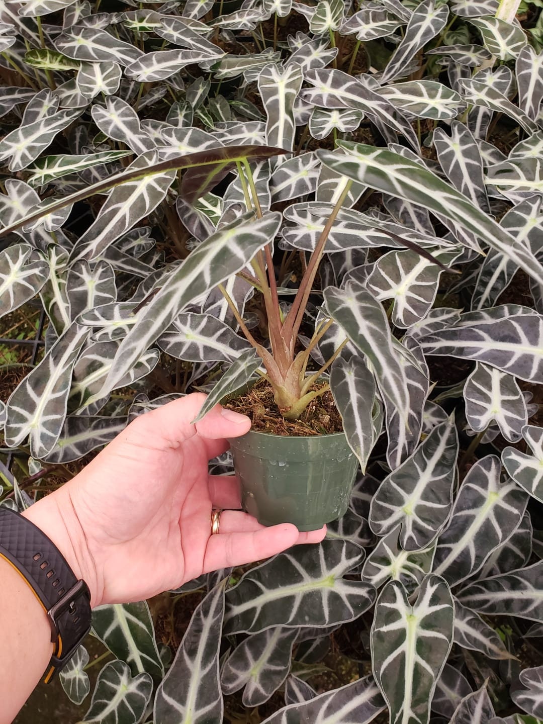 4"/6" Alocasia Bambino