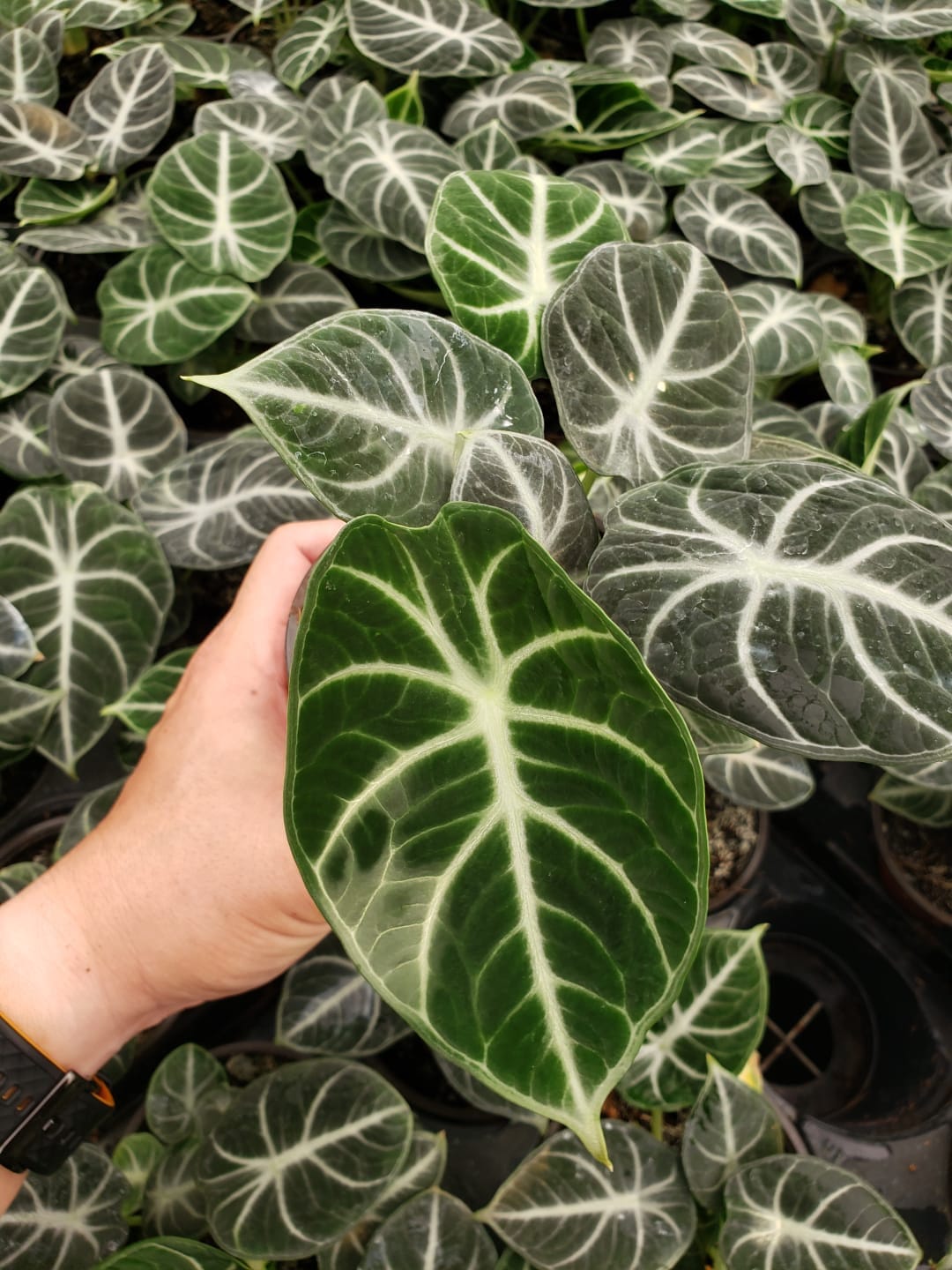 Baby plant/4" Alocasia Ninja
