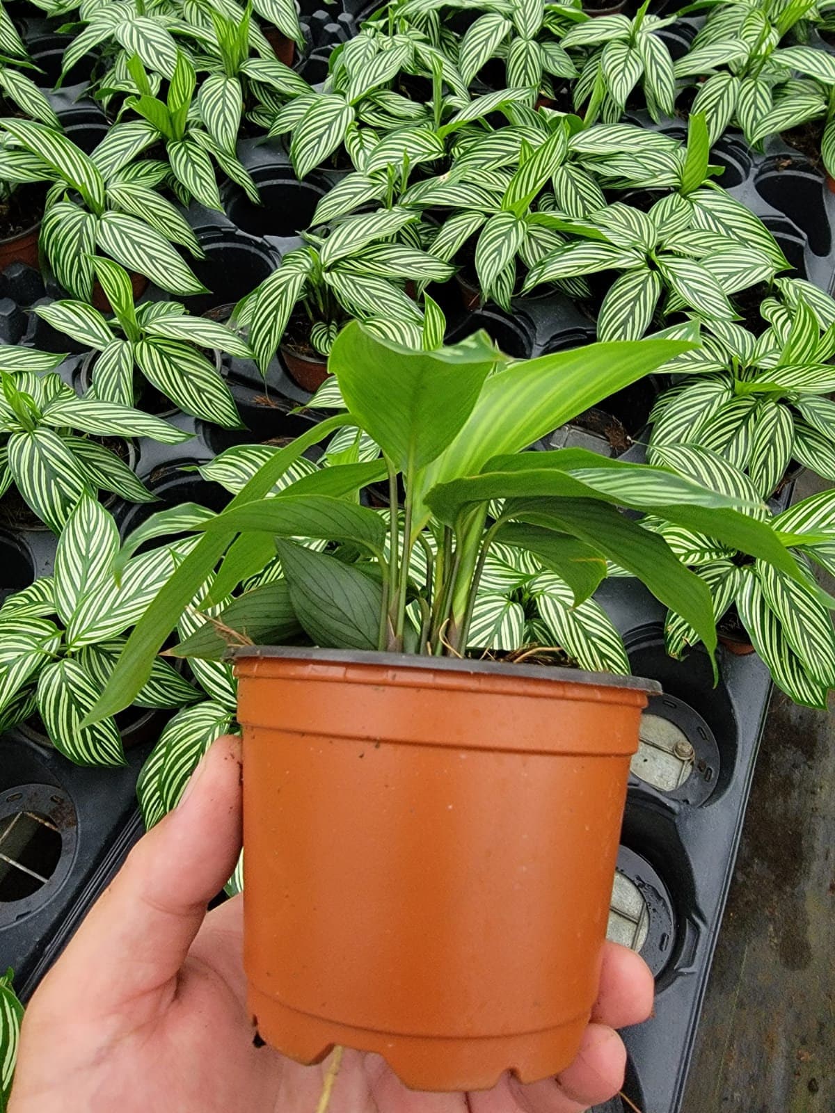 4"/6"Calathea Vittata (Almost like a zebra look alike).