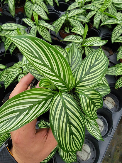 4"/6"Calathea Vittata (Almost like a zebra look alike).