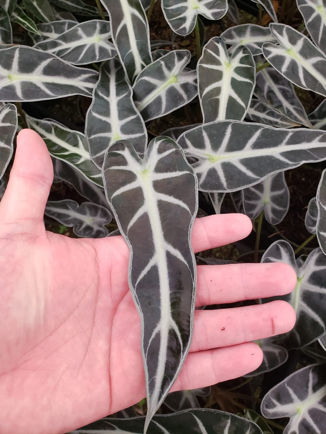 4"/6" Alocasia Bambino