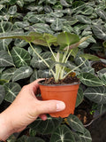 Baby plant/4" Alocasia Ninja