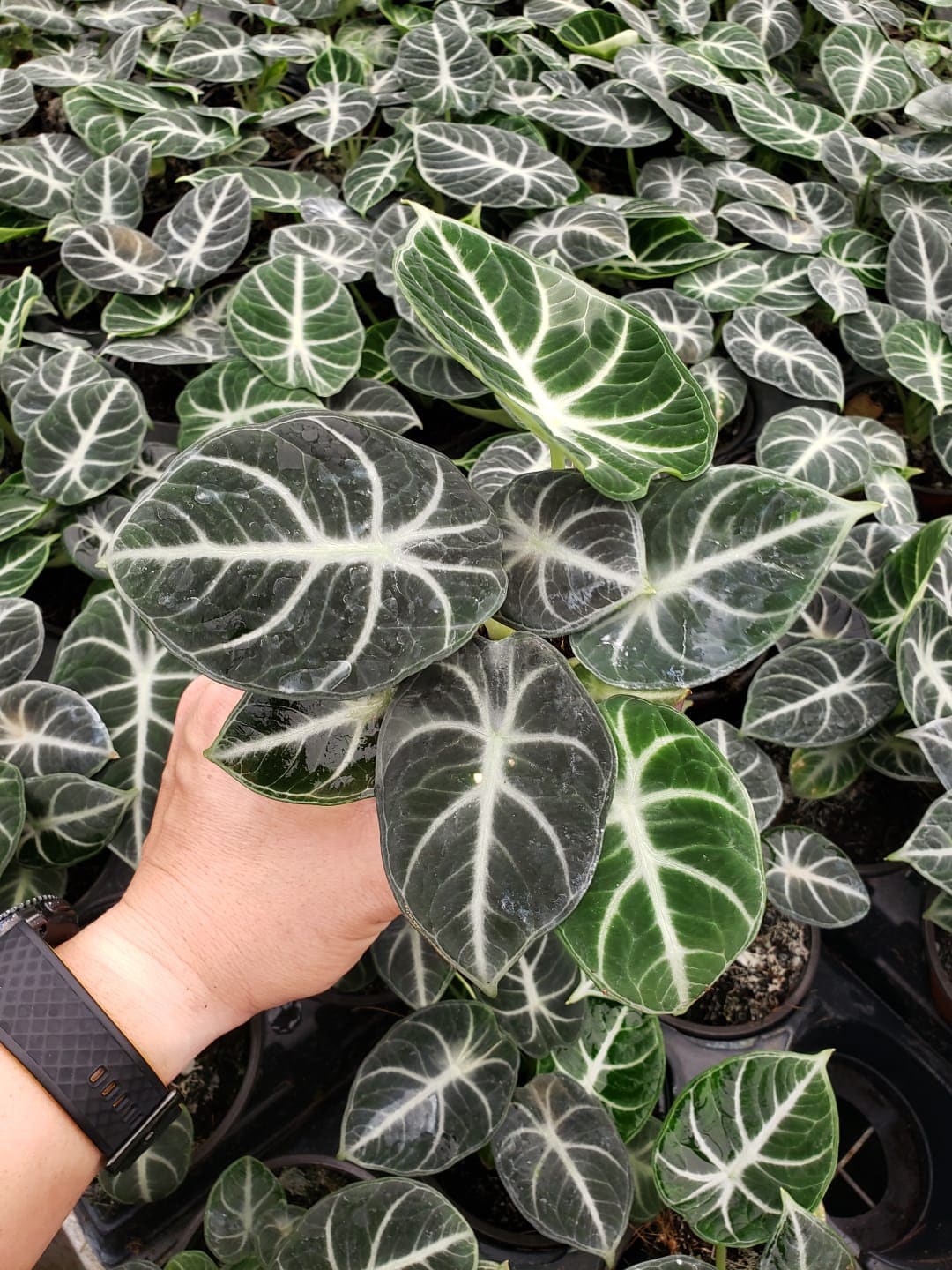 Baby plant/4" Alocasia Ninja