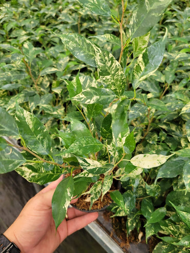 6" Live plant Ficus El Dorado Variegated .... RARE FIND ......