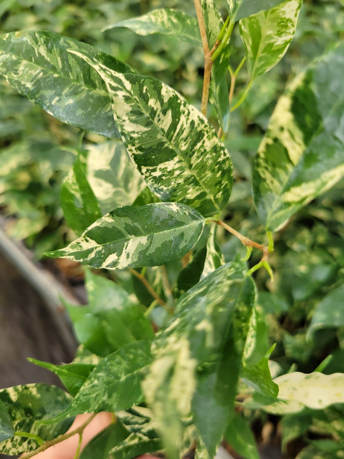 6" Live plant Ficus El Dorado Variegated .... RARE FIND ......
