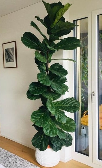 4"/6" Ficus Lyrata *Common Houseplant*