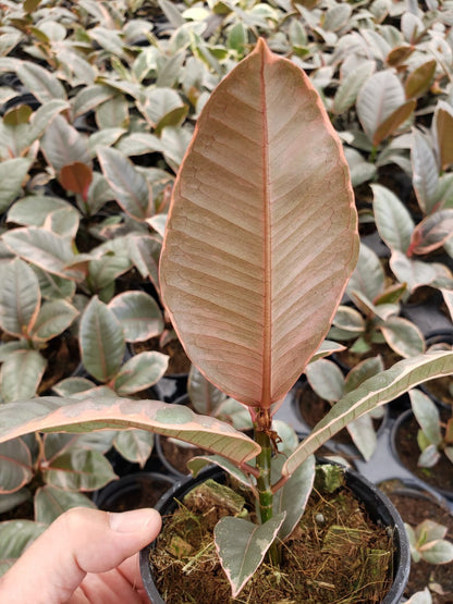 4"/6" Ficus Ruby Variegated