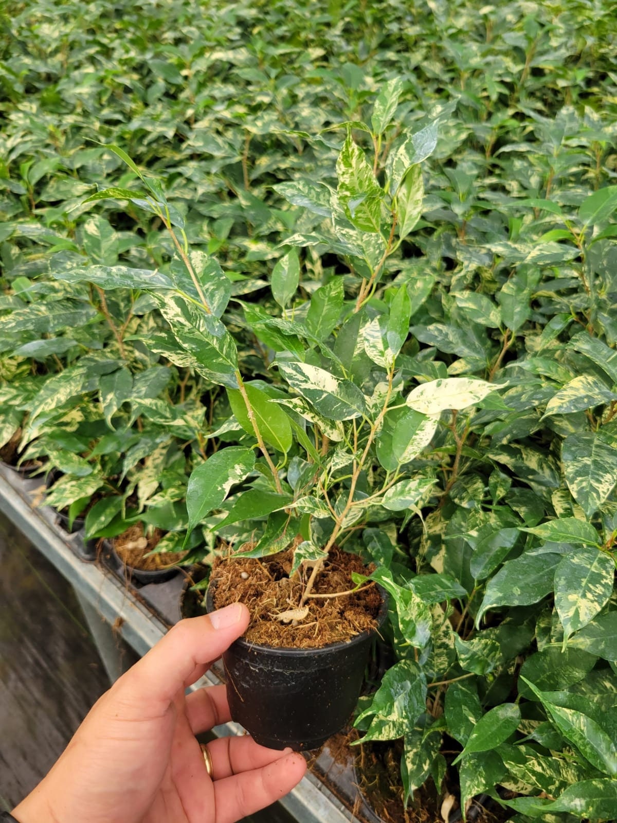 6" Live plant Ficus El Dorado Variegated .... RARE FIND ......