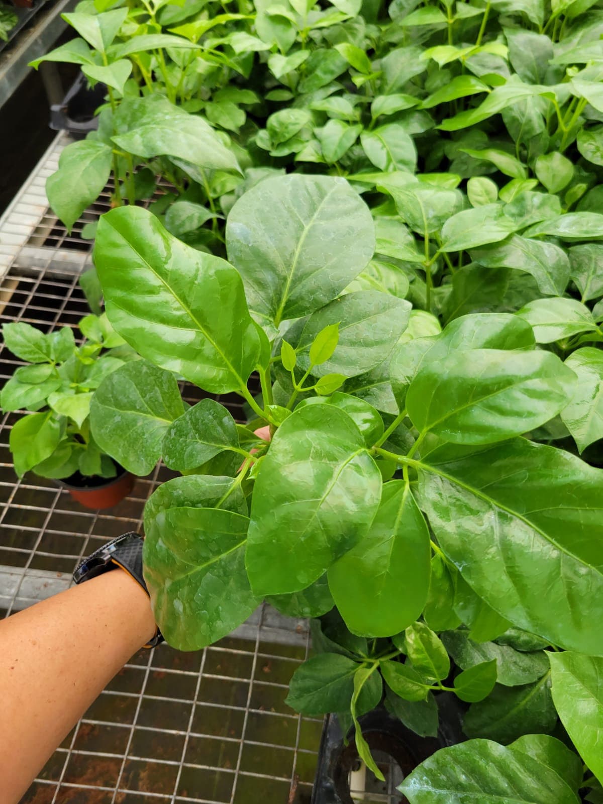 6" Schefflera Amate .... Limited Find ........