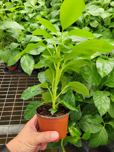 6" Schefflera Amate .... Limited Find ........
