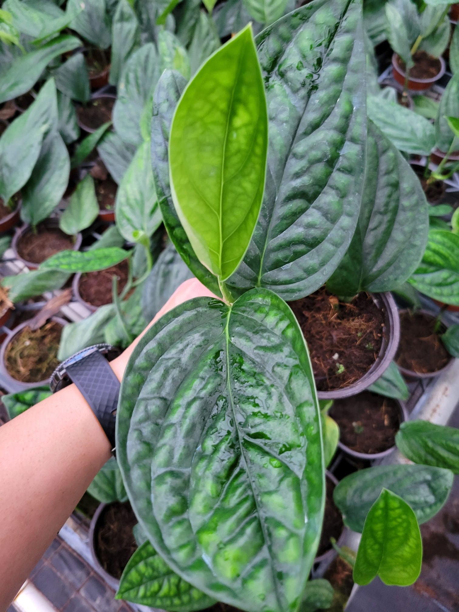 peru monstera rare Monstera Peru *RARE FIND*