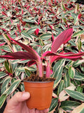 Baby Plant/4"/6" Stromanthe Triostar * Beautiful Multi Color *