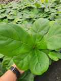 4"/6" Ficus Lyrata *Common Houseplant*