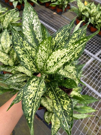 4"/6" Aglaonema Spring "Snow White"