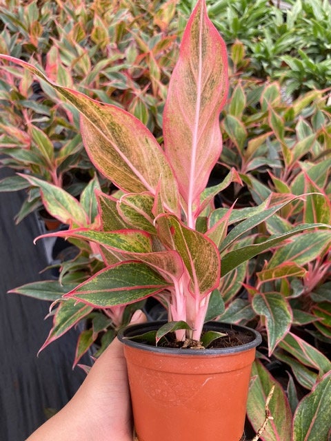 aglaonema siam pink Aglaonema Siam Red