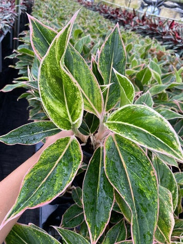 4"/6" Aglaonema Siam Pink