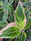 4"/6" Aglaonema Siam Pink