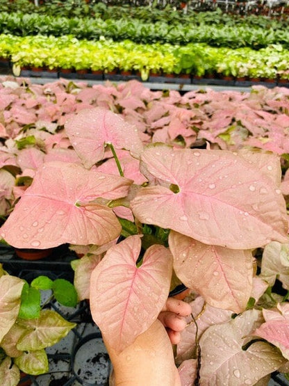 4" Syngonium Neon Pink