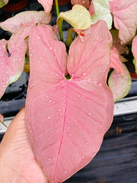4" Syngonium Neon Pink