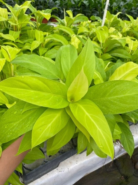 4"/6" Philodendron Lemon Lime