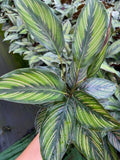 Baby Plant/4"/6" Calathea Beauty Star