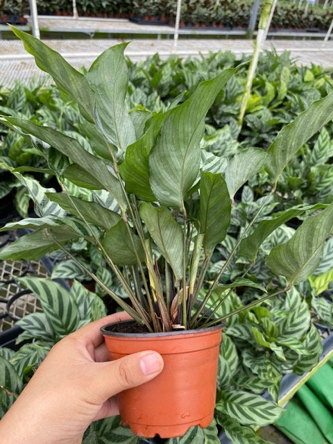 6" Calathea Concinna 'Freddie'