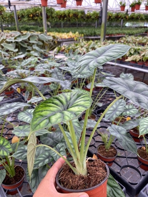 4" Alocasia Dragon Scale