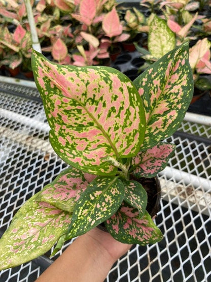 4"  Aglaonema Katrina