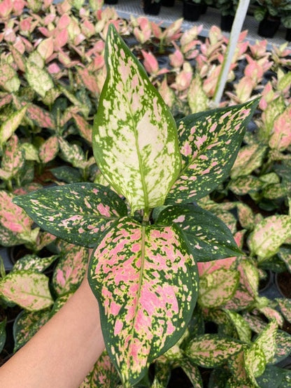 4"  Aglaonema Katrina