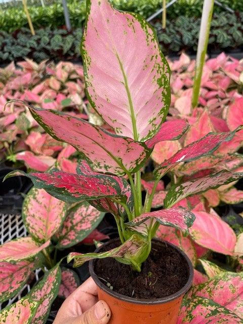 aglaonema brilliant beauty Aglaonema Red Beauty – Coollective Plants