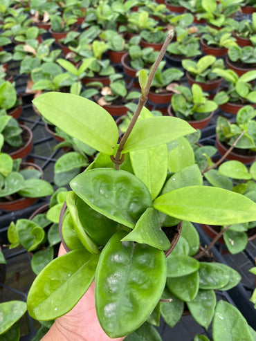 4" Live Plant Hoya Krinkle