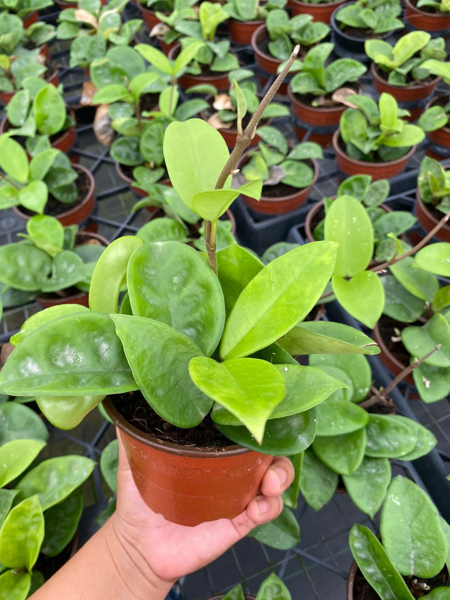 4" Live Plant Hoya Krinkle