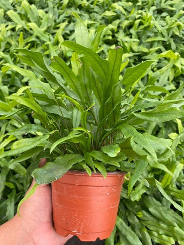 6" Live Plant Kangaroo Fer