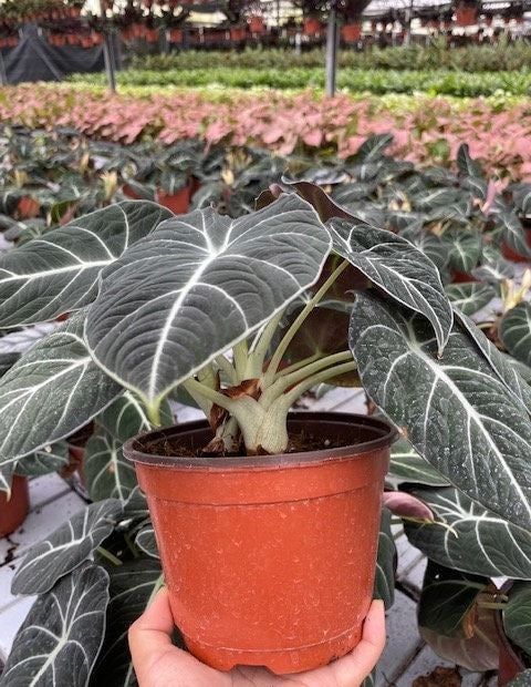 4"/6" Alocasia Black Velvet