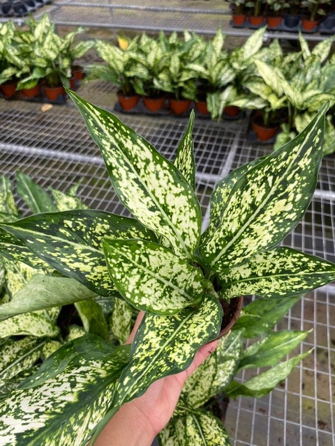 4"/6" Aglaonema Spring "Snow White"