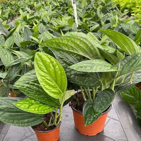 4"/6"/Cuttings Monstera Peru *RARE FIND*