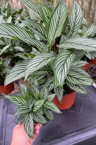 4"/6"Calathea Vittata (Almost like a zebra look alike).
