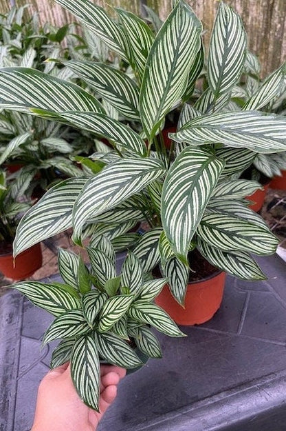 4"/6"Calathea Vittata (Almost like a zebra look alike).