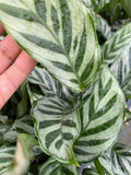 6" Calathea Concinna 'Freddie'