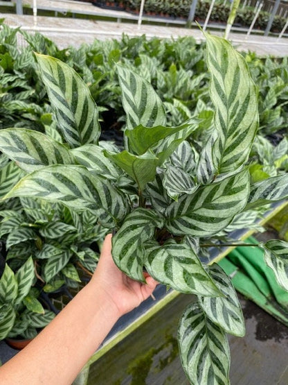 6" Calathea Concinna 'Freddie'