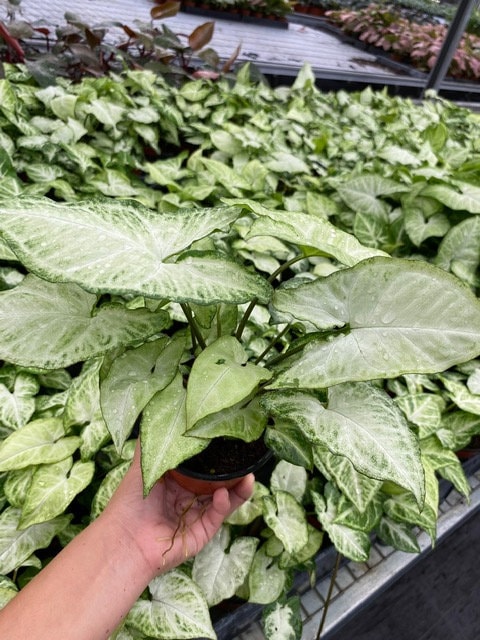 4" Syngonium White Butterfly