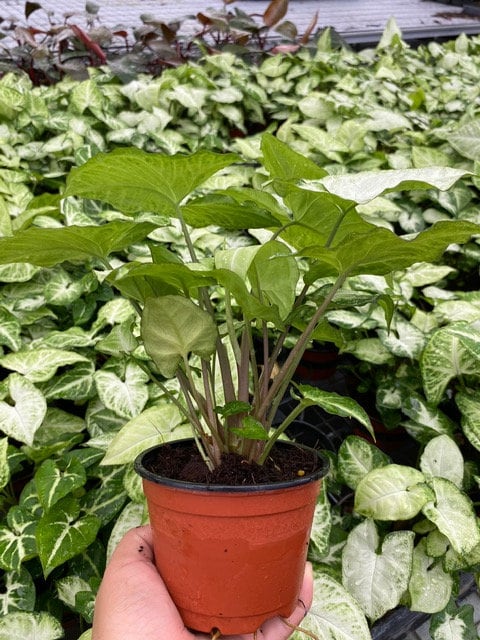 4" Syngonium White Butterfly